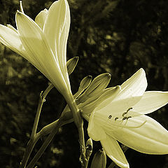 photo "lily"