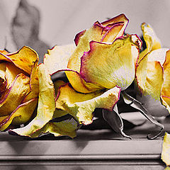 photo "@@@"