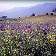 photo "The instant when poppies light up and mountains co"