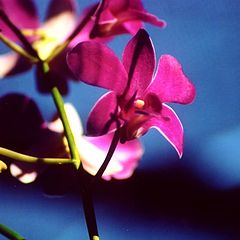 photo "Pink Orchids"