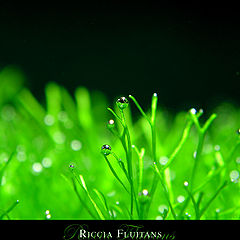 фото "Riccia Fluitans"