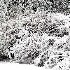 фото "Sue&#241;o de invierno"