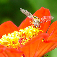 фото "LunchTime"