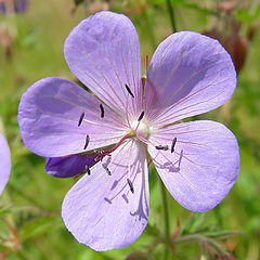 photo "Violet shadows"