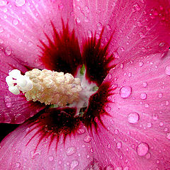 фото "Rose of Sharon"