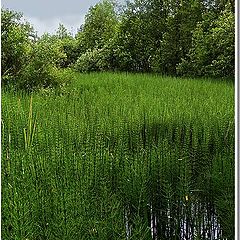 фото "Хвощевое болото"