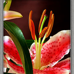 photo "Flower"