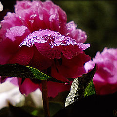 photo "Peonies magnificent spheres Are exhausted from hea"