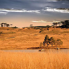 photo "Winter field"