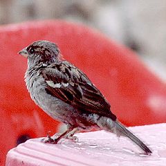 фото "Sparrow"