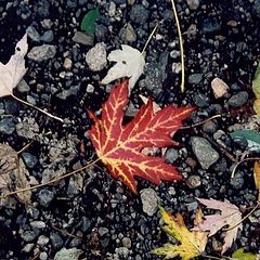 photo "Canadian Maple Leaf"