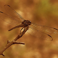 photo "Ready for Take Off"