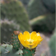 photo "cactus"