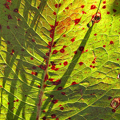 photo "leaf"