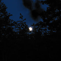 photo "Night. A wood. The moon."