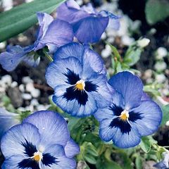 photo "Purple Pansies"