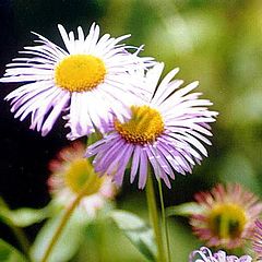 photo "VF11 Chrysanthimum"