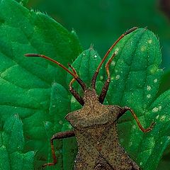 photo "Coreus marginatus"