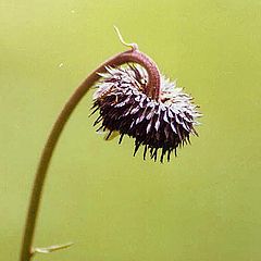 photo "A solitary flower"