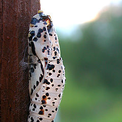 photo "Last camp of the climber"