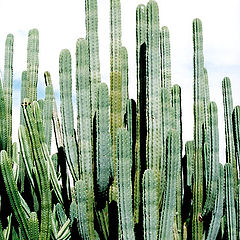 photo "Cactus Paradise"