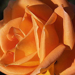 photo "Rose #2"