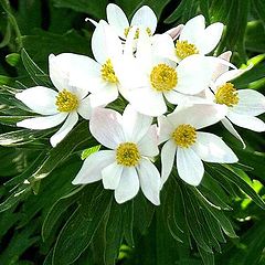 фото "White flowers"