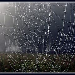 photo "Web"