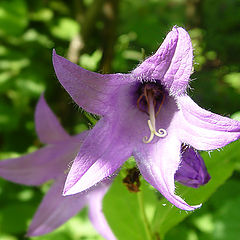 photo "Shaggy floret"