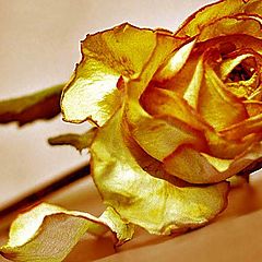 photo "Yellow rose of grief"