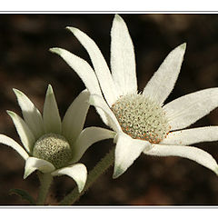 photo "Flannel Flower"