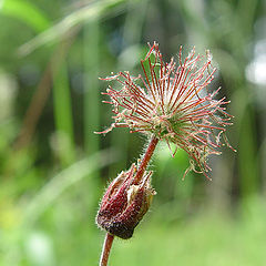 photo "Shaggy Prickle"