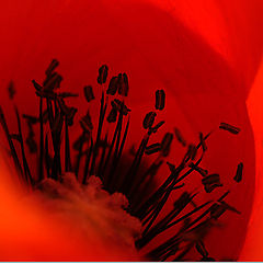 photo "Inside of poppy"
