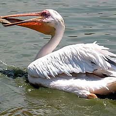 photo "Fishing"