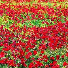 photo "Poppy abstraction..."