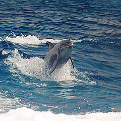 photo "Playful Dolphin"