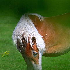 фото "Romantic Horse Picture"