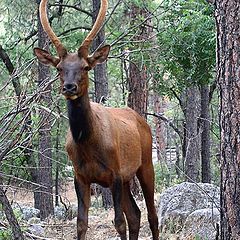 photo "A Young Bull Elk"