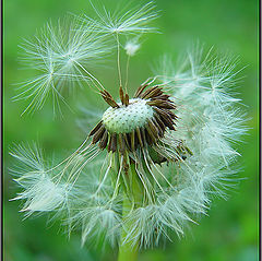 фото "Dandilion"