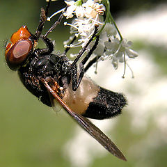 photo "Life head over heels"