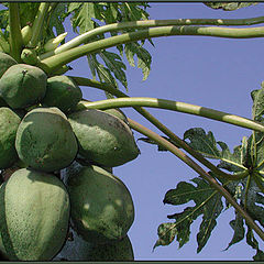 photo "Green Papaya"