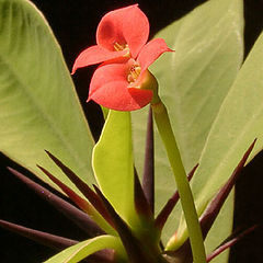 photo "Euphorbia"