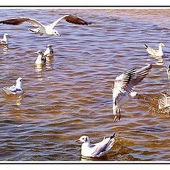 photo "The seagull on the sea."