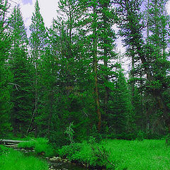 photo "In The Forest"