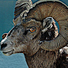 photo "Bighorn"