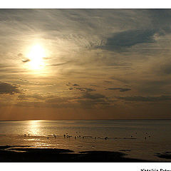 фото "Sunset Scene With Seagulls"