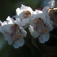 photo "flowered tree"