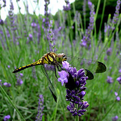 photo "Alone in the flower field"