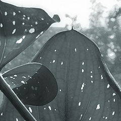 фото "rubberneck"