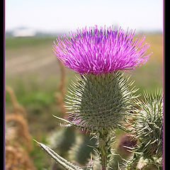 фото "purple prickle"